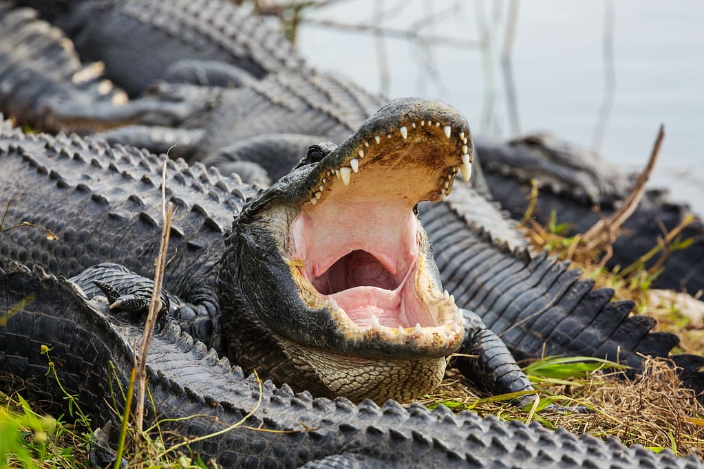 Alligator