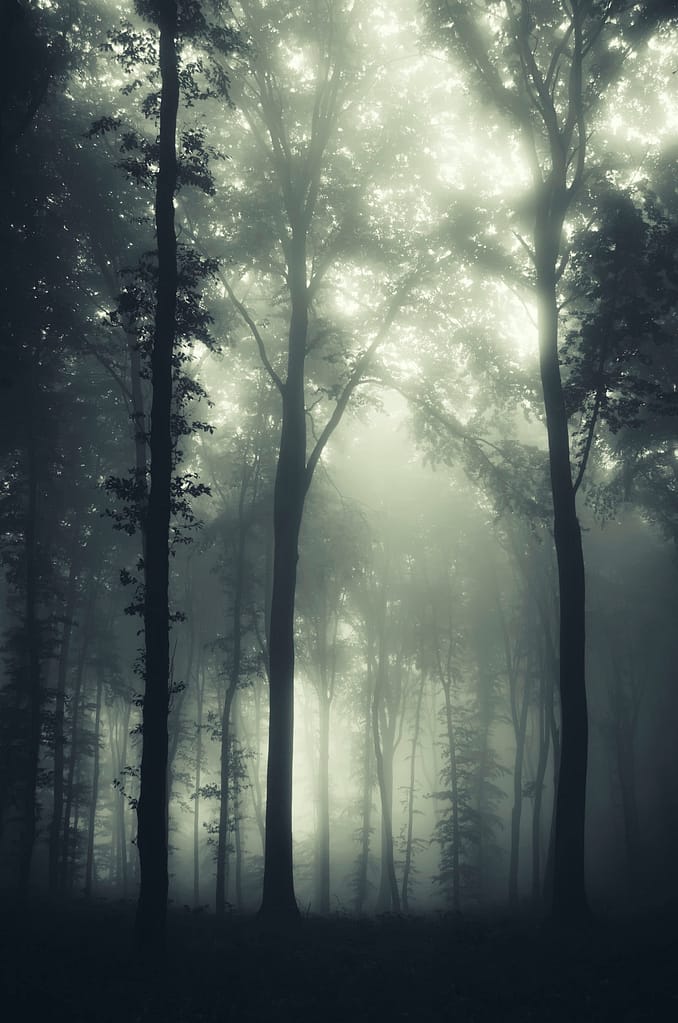 dark mysterious forest with old trees